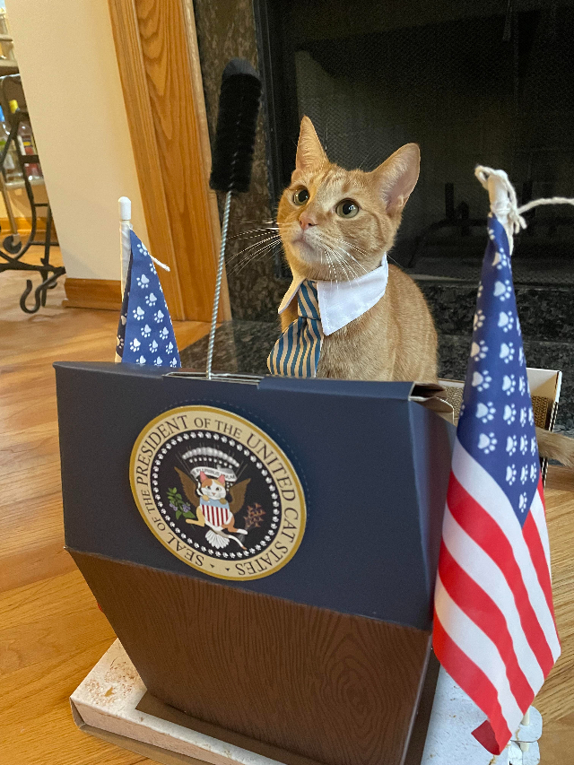 Cat at mock presidential podium 