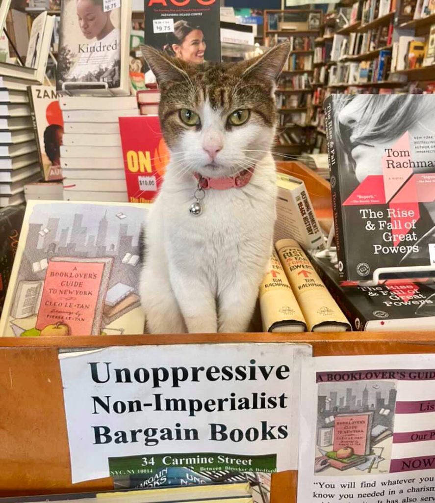 Cat glares from book display