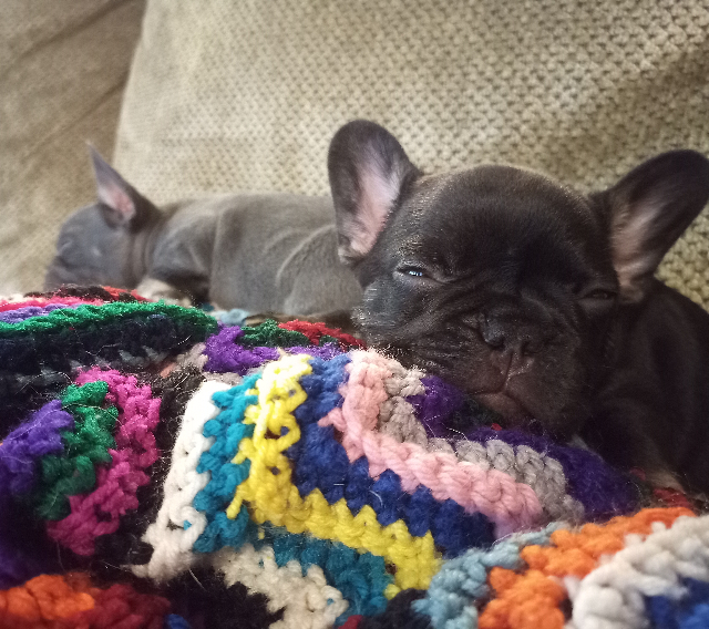 dogs rest on blanket