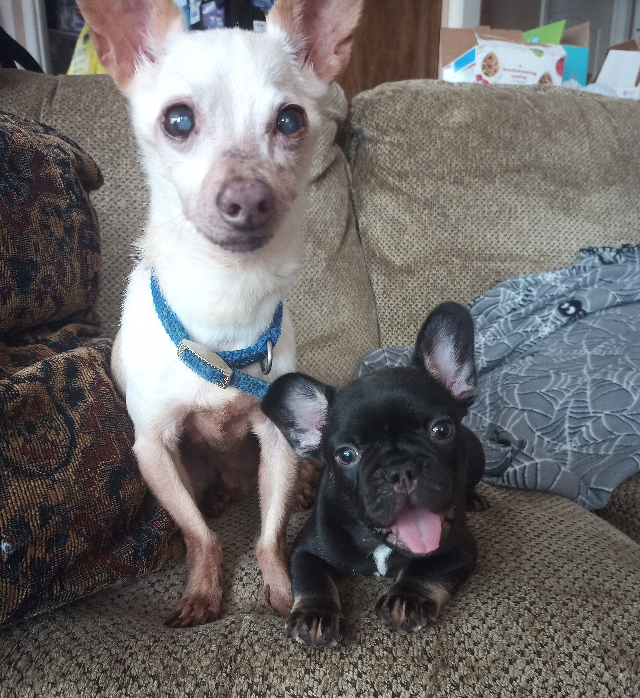 Older Chihuahua dog and French bulldog puppy