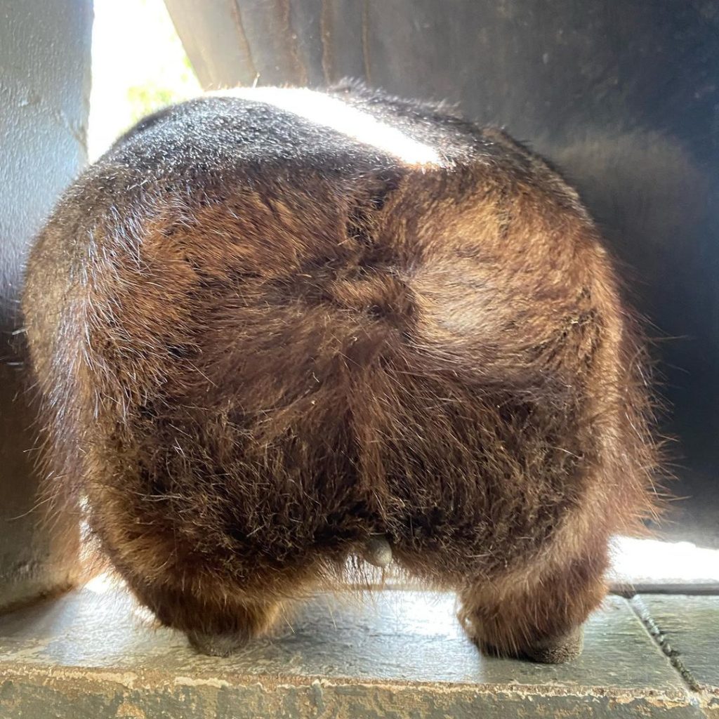 wombat backside