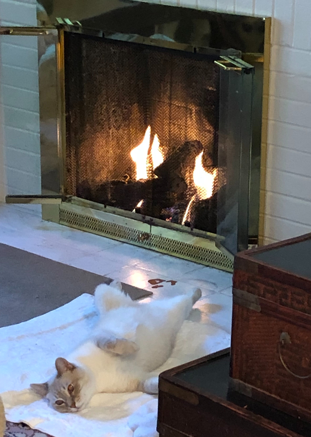 cat lies down at fireplace