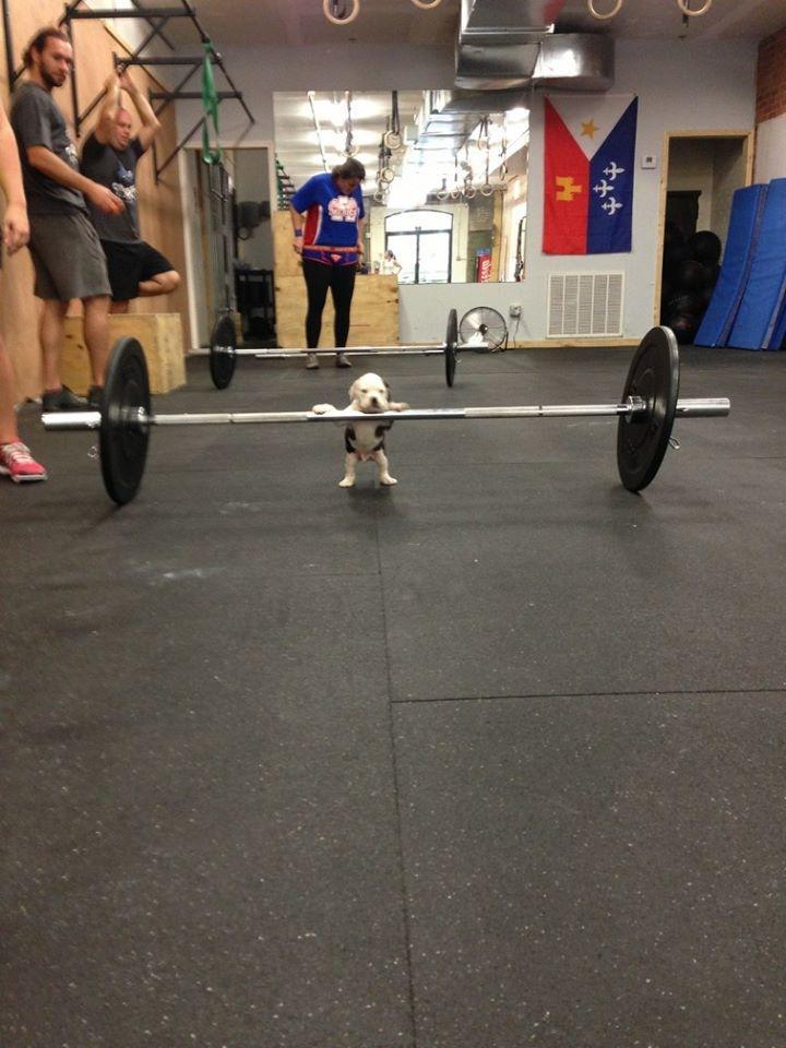 puppy poses with barbell