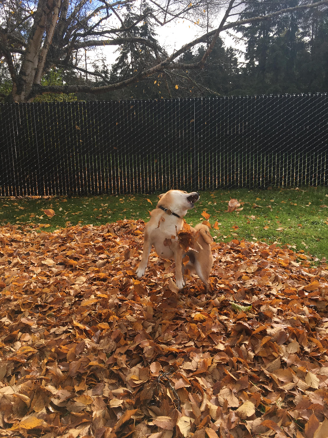 dog plays in leaves
