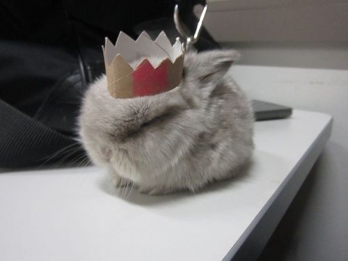 Small rabbit with paper crown