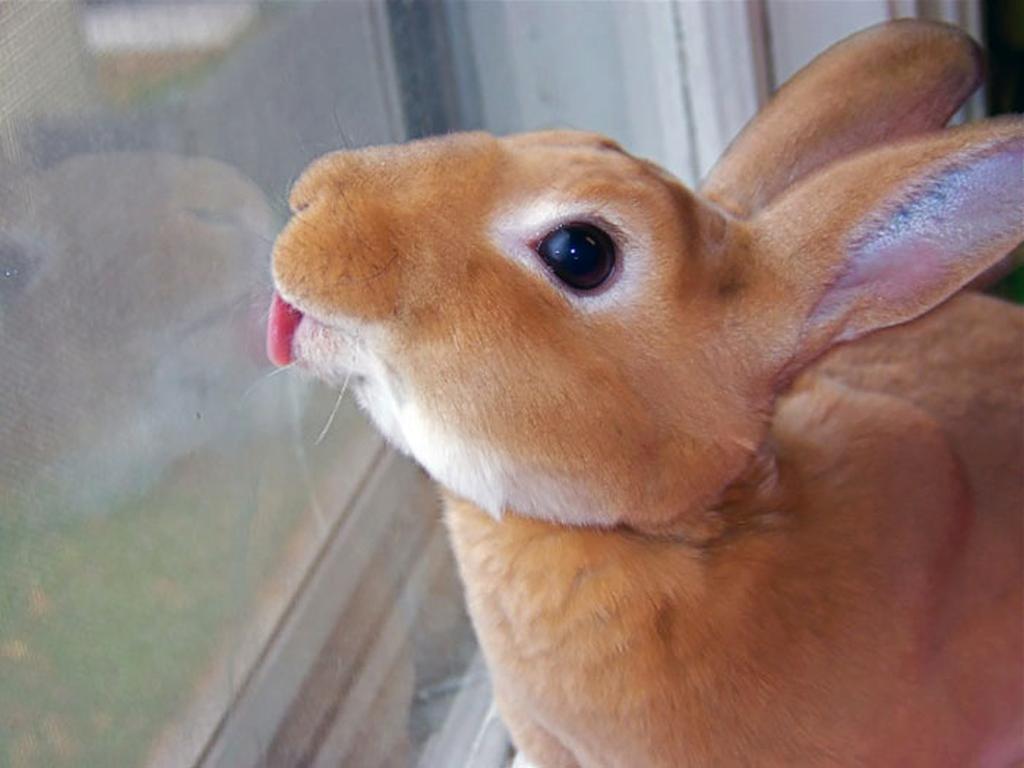 Rabbit with light brown fur licks a window