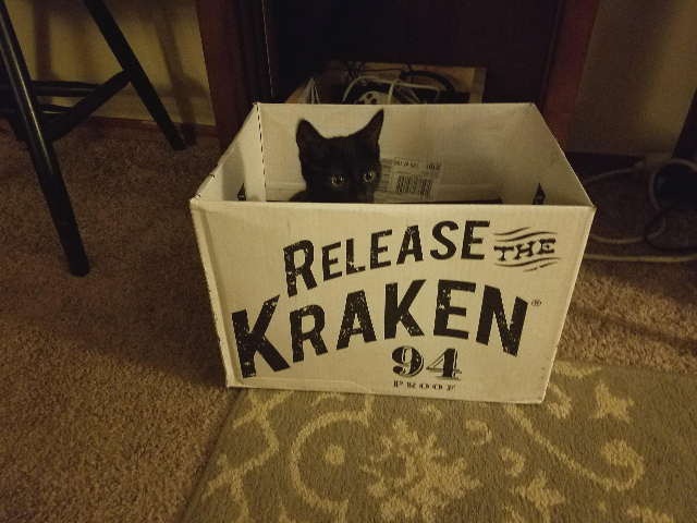 cat sits in box with 'Release the Kraken' printed on side