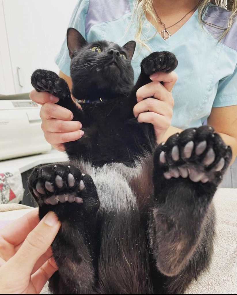 cat with six toes