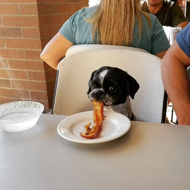 sad looking dog with bacon hanging from mouth.