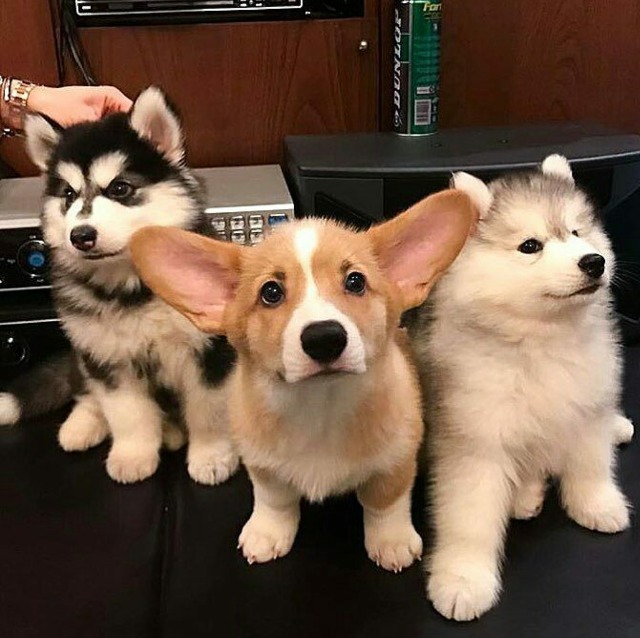 three puppies. Corgi in middle has large ears.