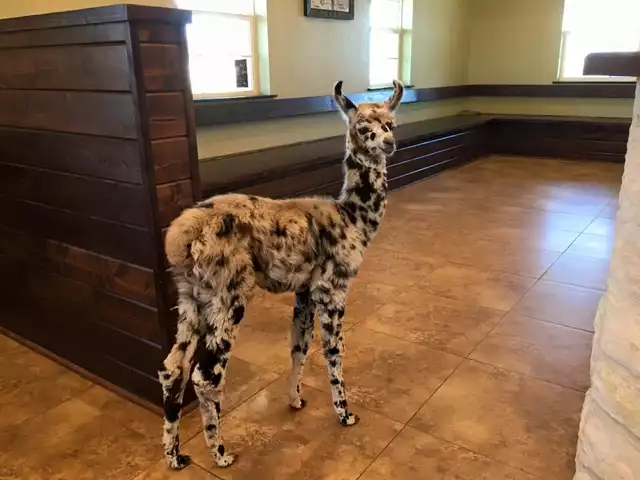 Spotted llama