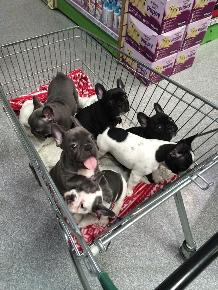 Six French bulldog puppies in a shopping cart