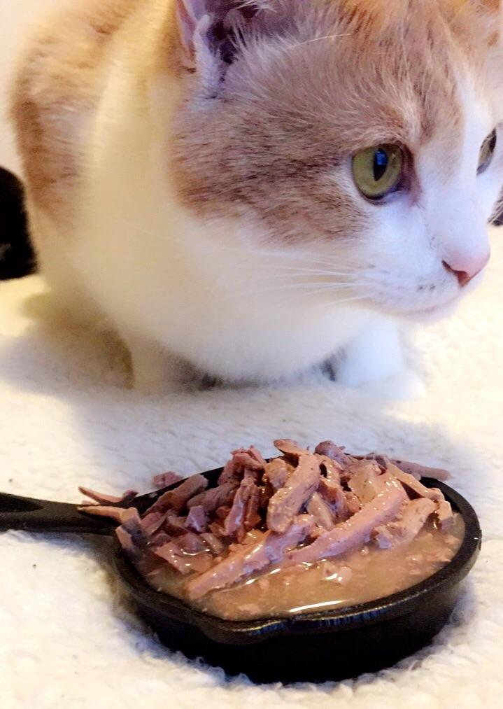 Cat with tiny skillet containing cat food