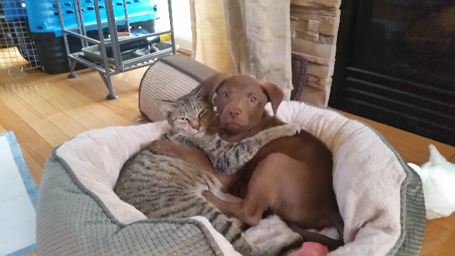 dog and cat embrace in bed