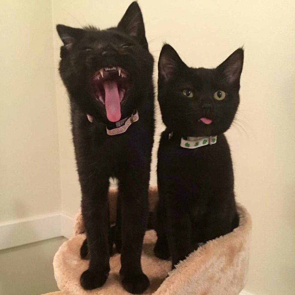 black kittens look tough and stick tongues outl