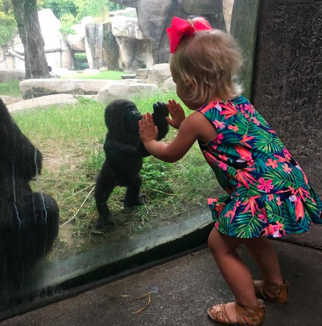 Baby gorilla and human toddler touch hands on opposite sides of window