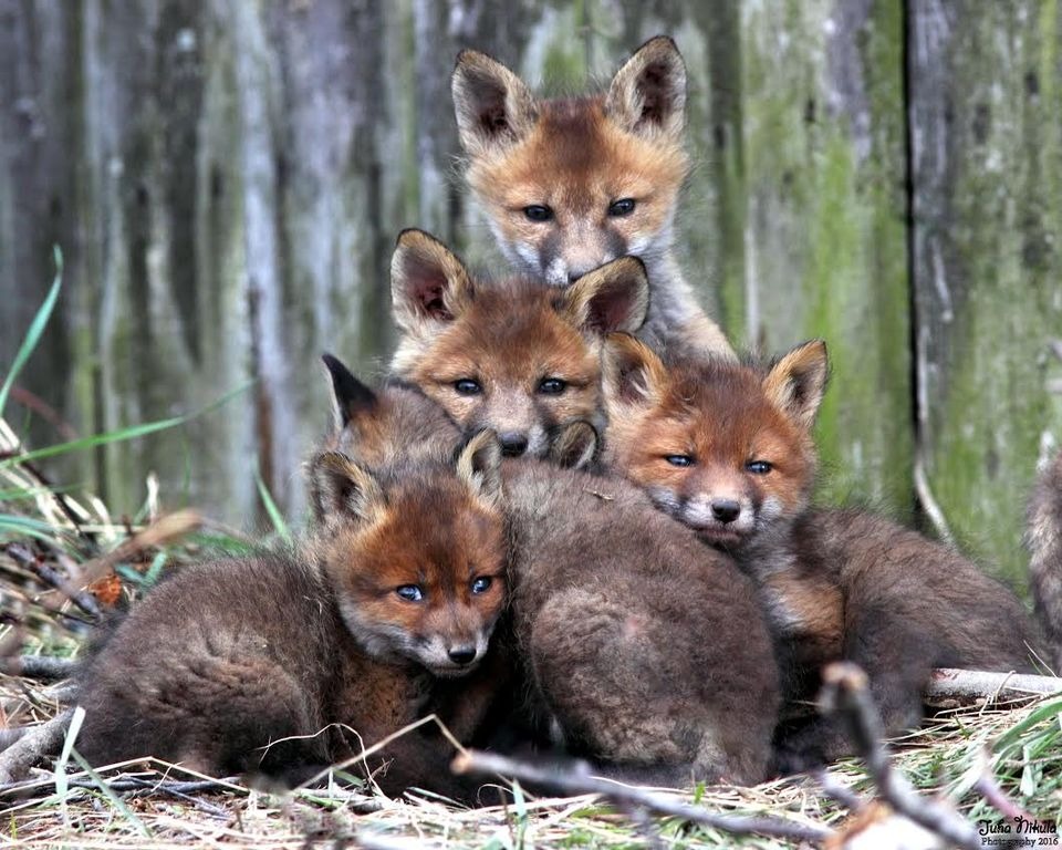 foxes huddled in pyramid shape