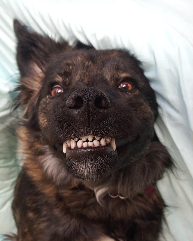 Dog has silly grin on face
