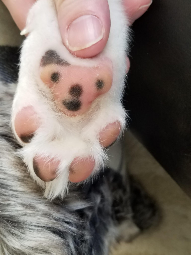 closeup of cat paw with teddy bear face pattern
