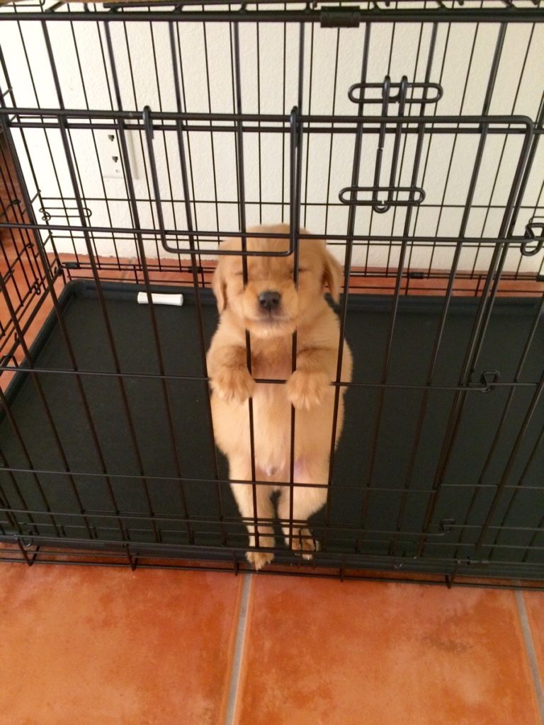 puppy squeezes nose through bars of crate