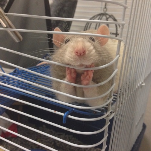 Rat looks through bars of cage