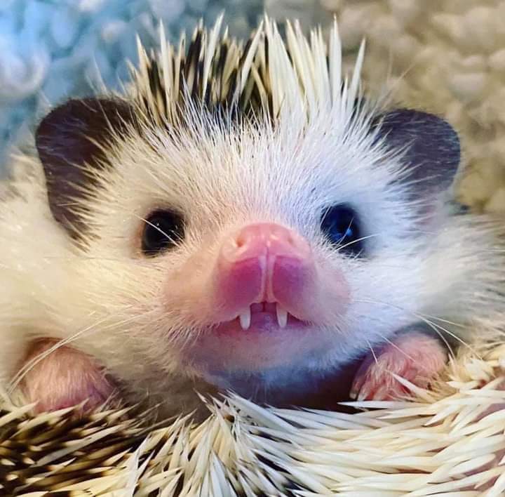 Hedgehog with pointy fangs