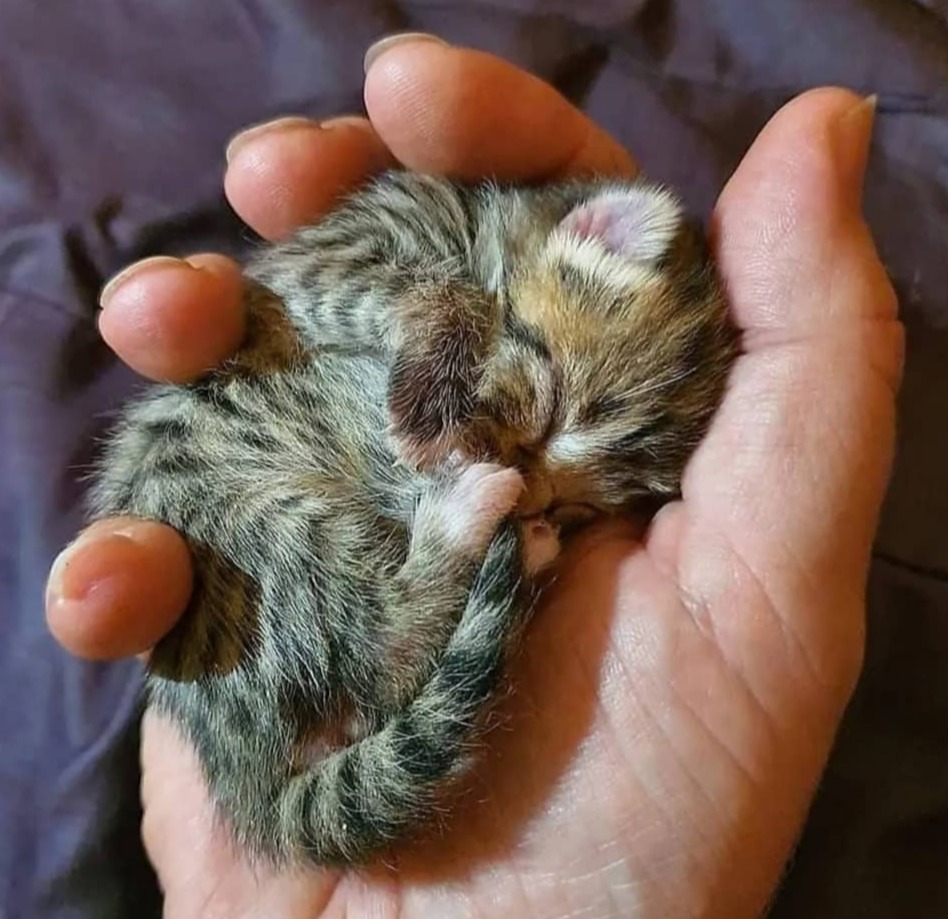 kitten in palm