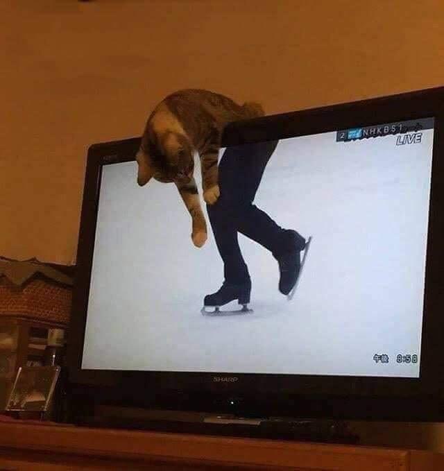 cat on tv set appears to have skater's legs