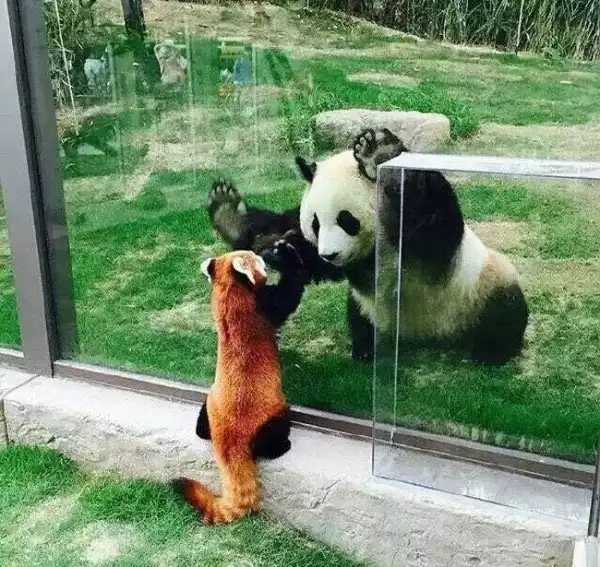 Panda looks at red panda