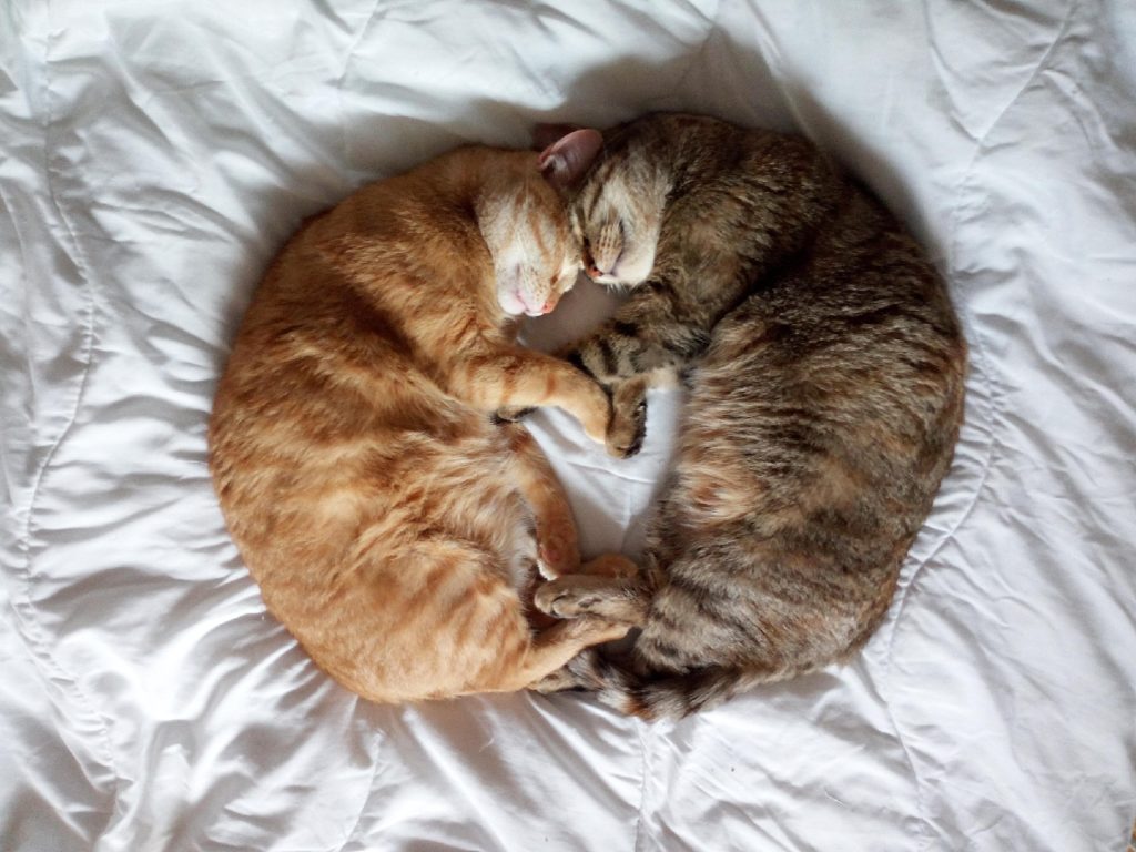 Two cats sleeping head to head