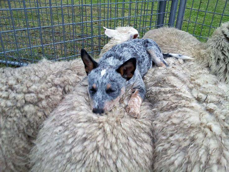 sheepdog sleeps on sheep