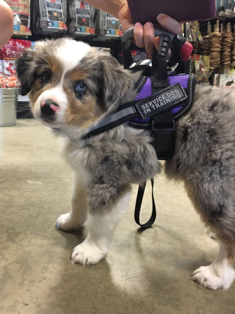 service dog puppy in harness with carying handle
