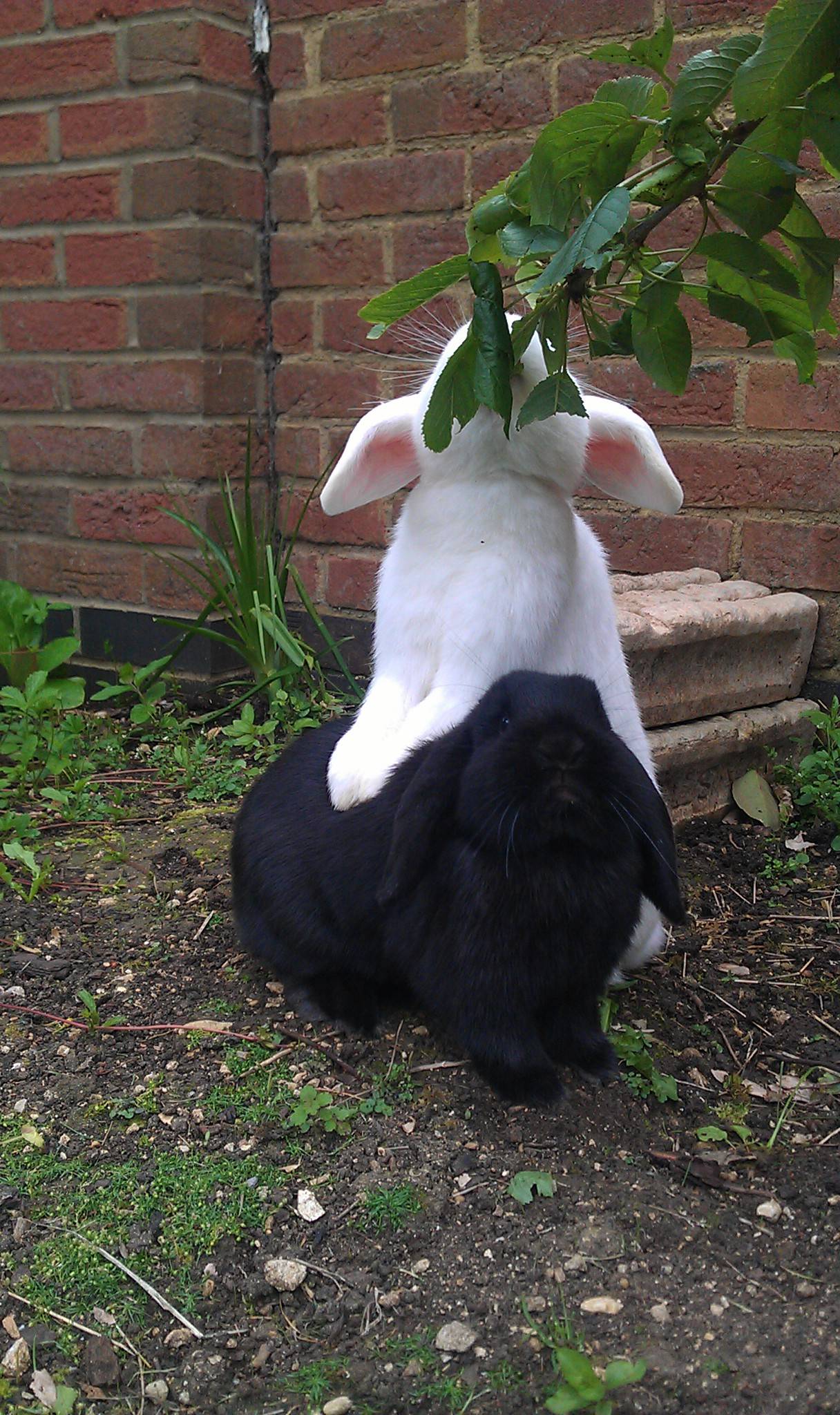rabbit stands on other rabbit to eat leaves