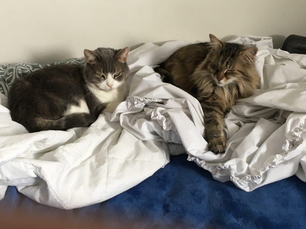 Two cats sleep on sheets