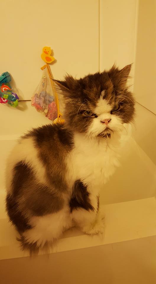 cat with angry expression sits on edge of bathtub