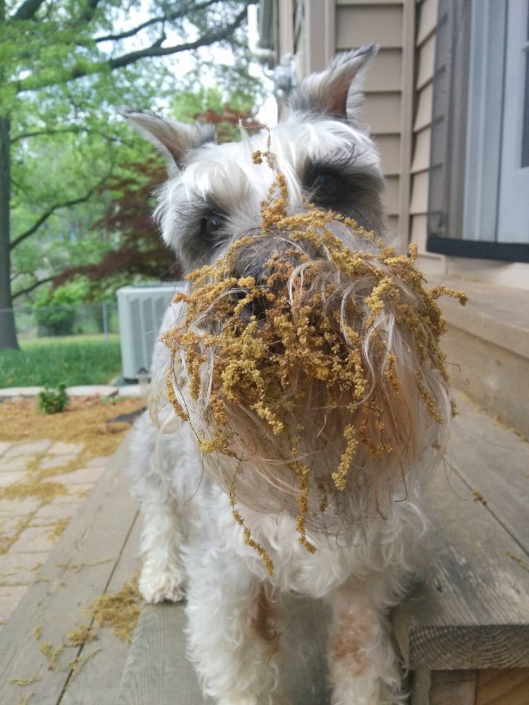 Dog face covered in nettles