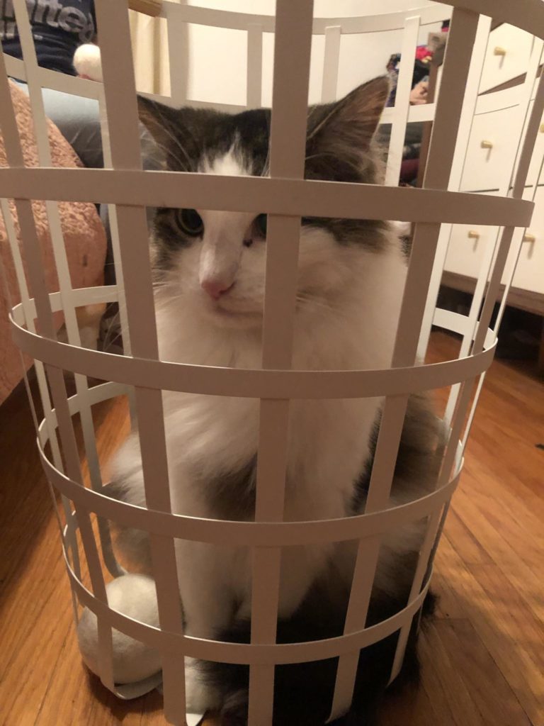 cat in laundry basket