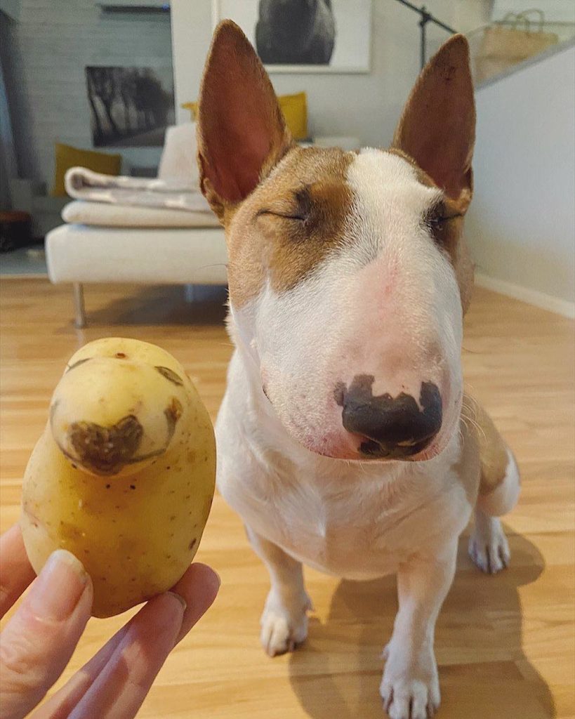 dog poses with remarkably similar potato