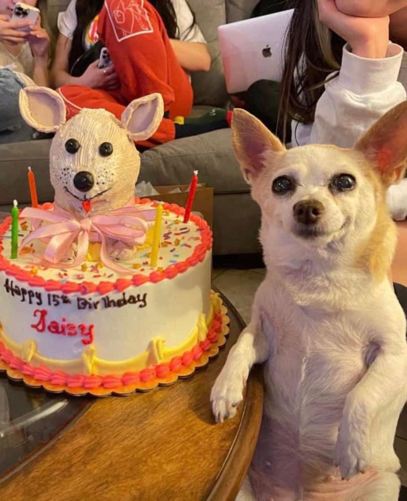 dog next to birthday cake