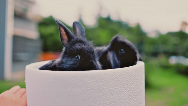 two black rabbits peek out from a white planter pot.
