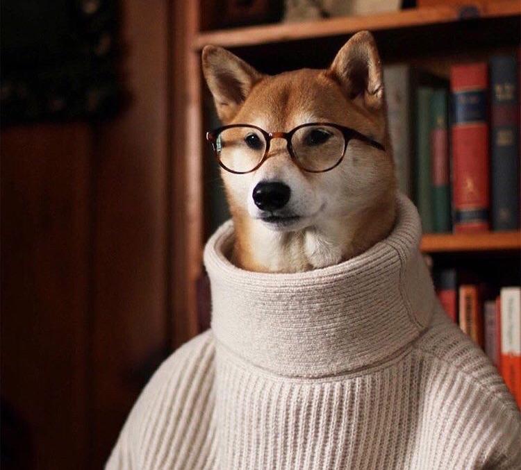 Dog wearing turtleneck sweater and glasses sits in library setting