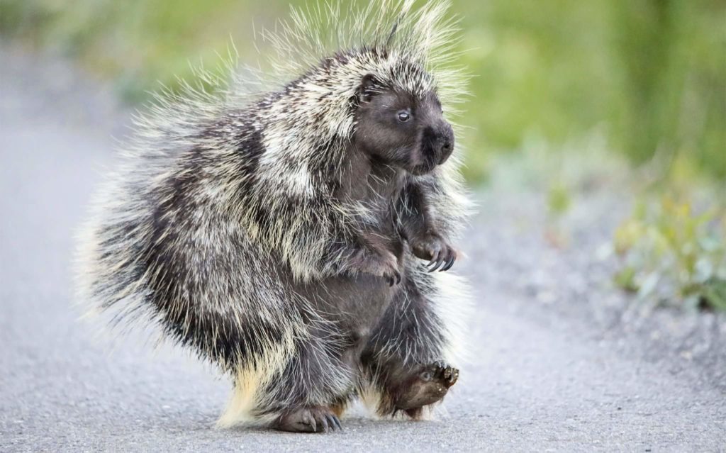porcupine walking on two legs