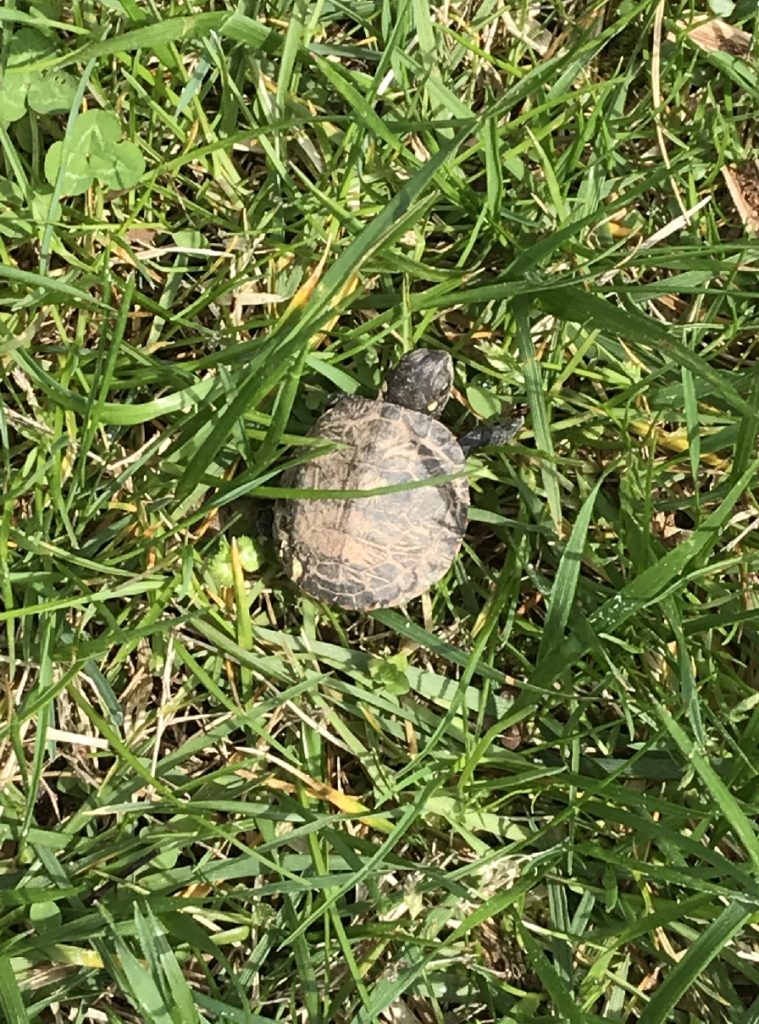 Turtle in grass