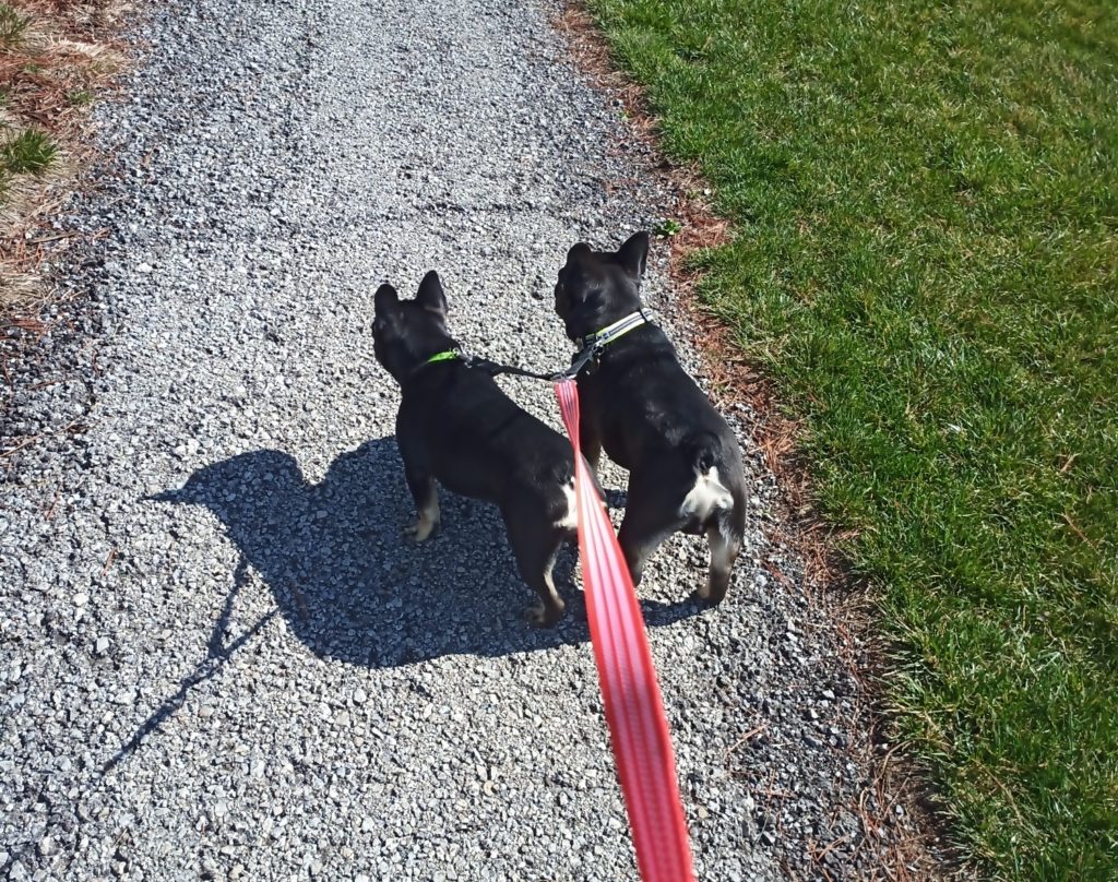 Two dogs on shared leash start walking