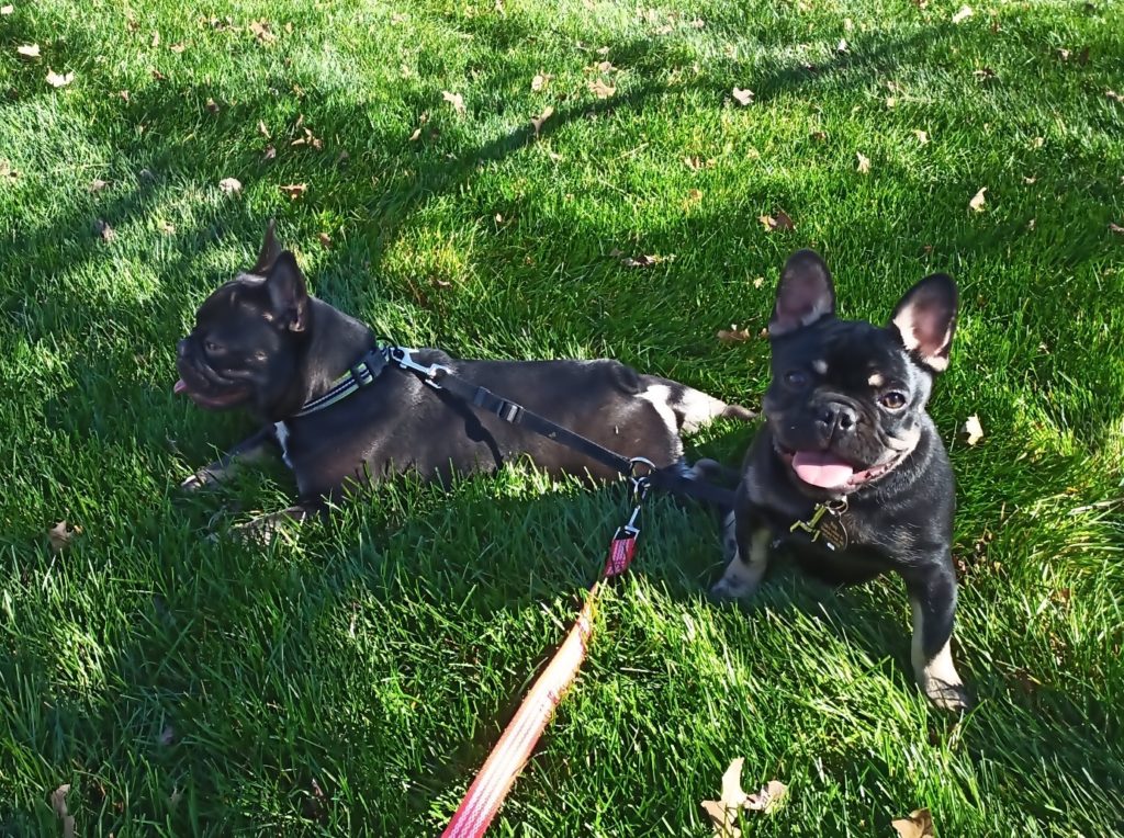 Two dogs on shared leash sit in the grass. One of them looks to camera