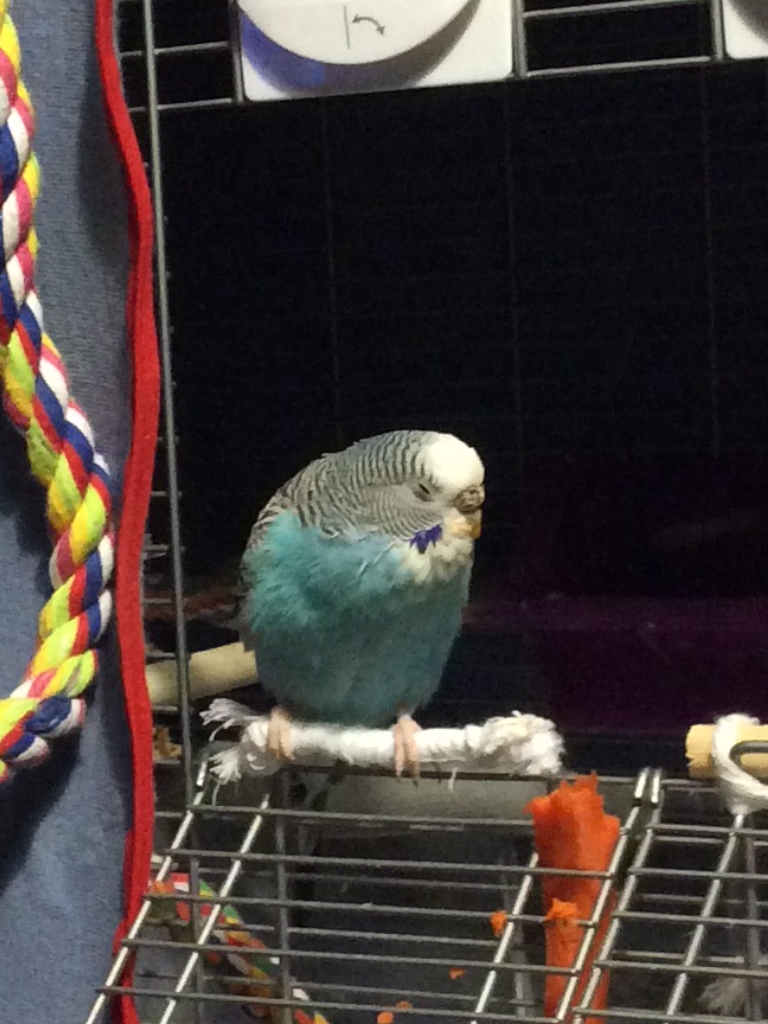 Parakeet sleeps in cage next to partially eaten carrot
