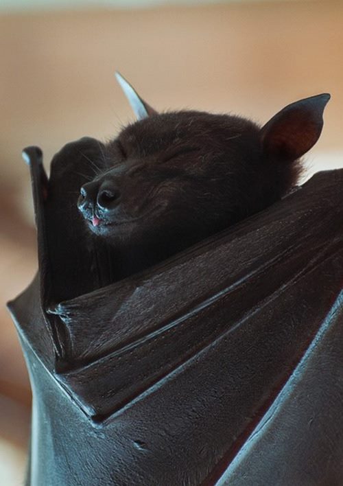 Sleeping bat with tongue poking out just a little bit