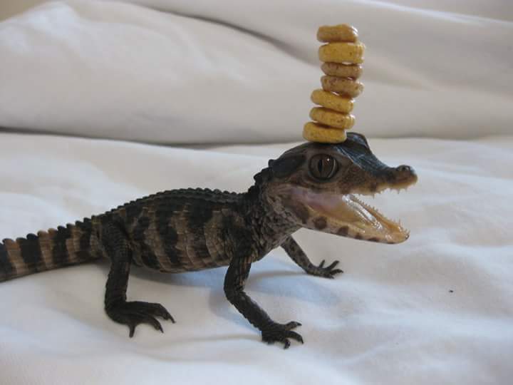 Baby crocodile with stack of Cheerios cereal on its head