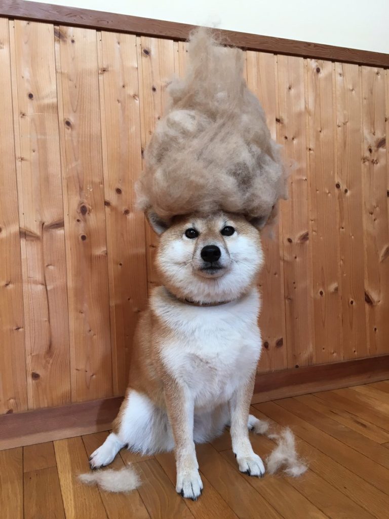 Dog with wig made of its own fur