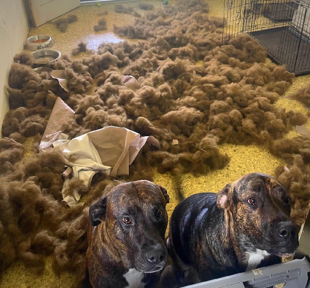 Dogs stand in front of piles of loose furniture stuffing